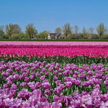 527 Op Recreatiepark De Wielen Alpehytte *